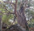 Polonnaruwa Bothi