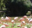 Dehiwala Zoological Garden 7