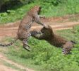 Leopard-Yala2