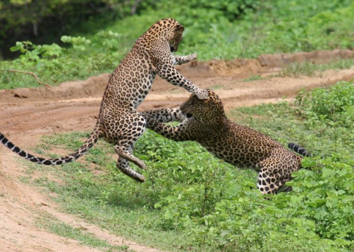 Leopard-Yala2