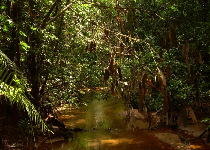 Sinharaja Forest national park