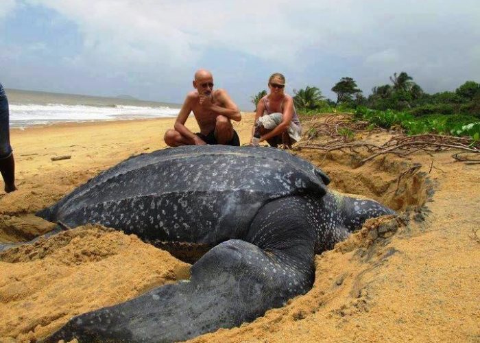 Turtle-Watching-in-Sri-Lanka