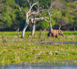 wilpattu-lanka
