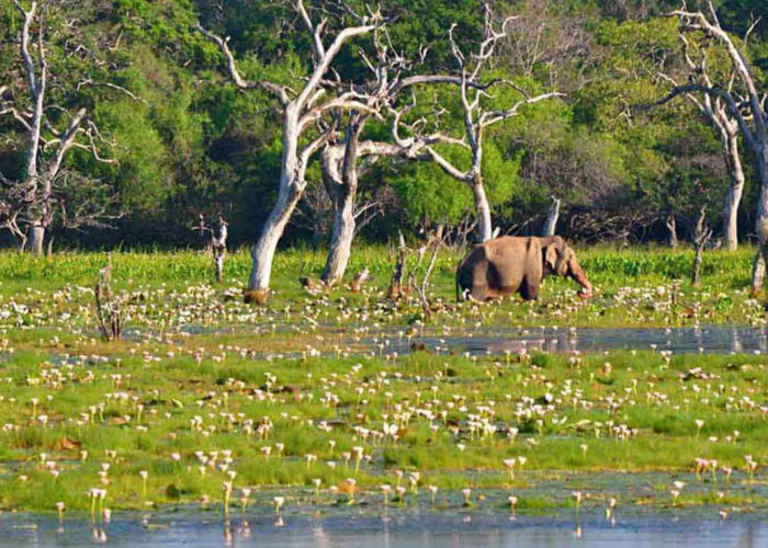 wilpattu-lanka