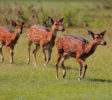 Wilpattu-National-Park-Sri-Lanka