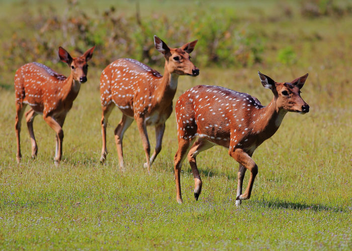 Wilpattu-National-Park-Sri-Lanka