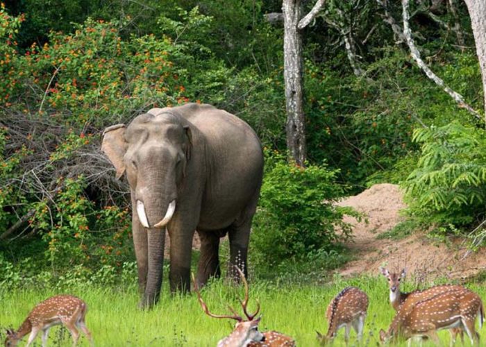 Wilpattu-park