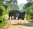 Yala-park-jeep