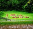 Yala-park2