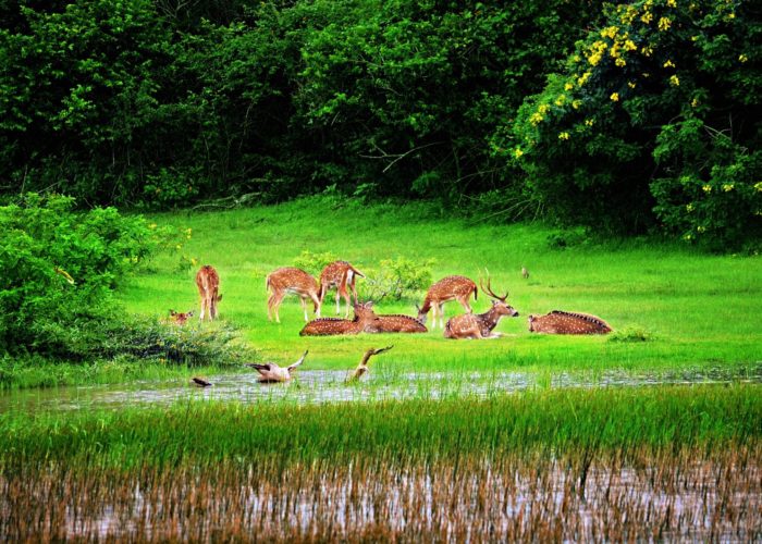 Yala-park2