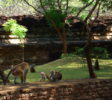 medirigiriya