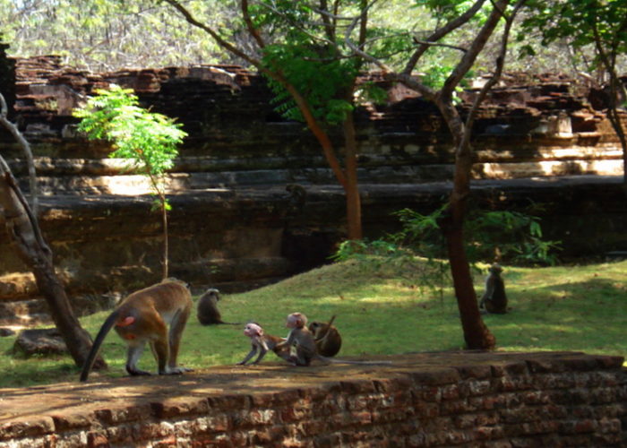 medirigiriya
