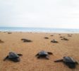 sea-turtle-conservation-dehiwala-1