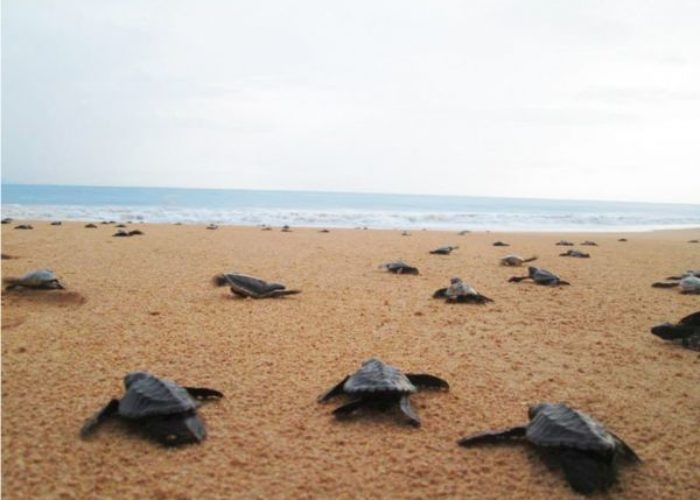 sea-turtle-conservation-dehiwala-1