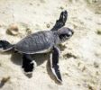 sea-turtle-conservation-dehiwala