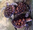 sea-turtle-conservation-dehiwala-2