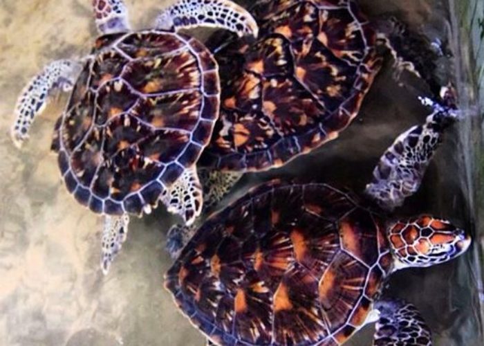 sea-turtle-conservation-dehiwala-2
