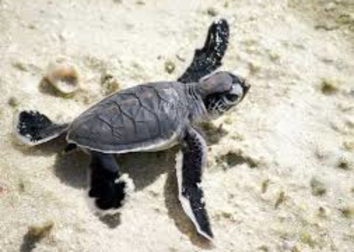 sea-turtle-conservation-dehiwala