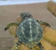 sea-turtle-conservation-dehiwala-baby