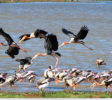 sri lanka bird