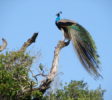 wasgamuwa-bird