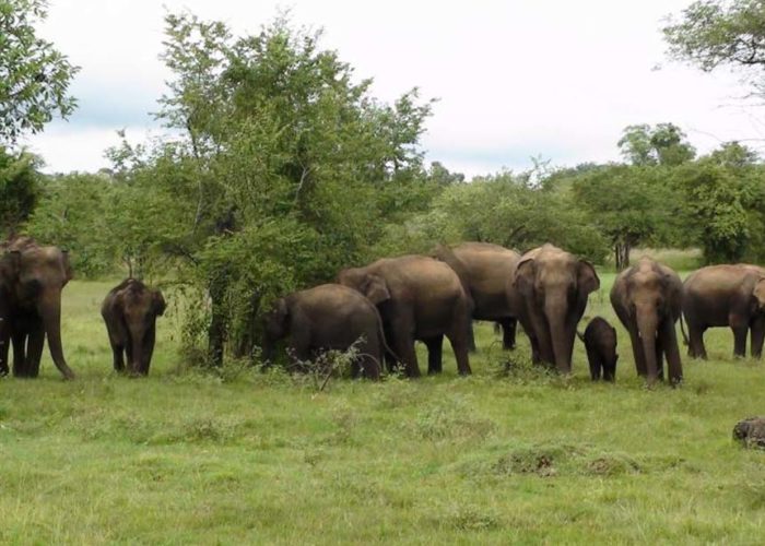 wasgamuwa-national-park