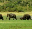 wasgamuwa-national-park3