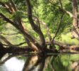 wilpaththu-national-park-6