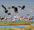 wilpattu-national-park-birds