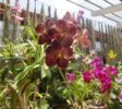 Royal Botanic Garden 4 Kandy 4
