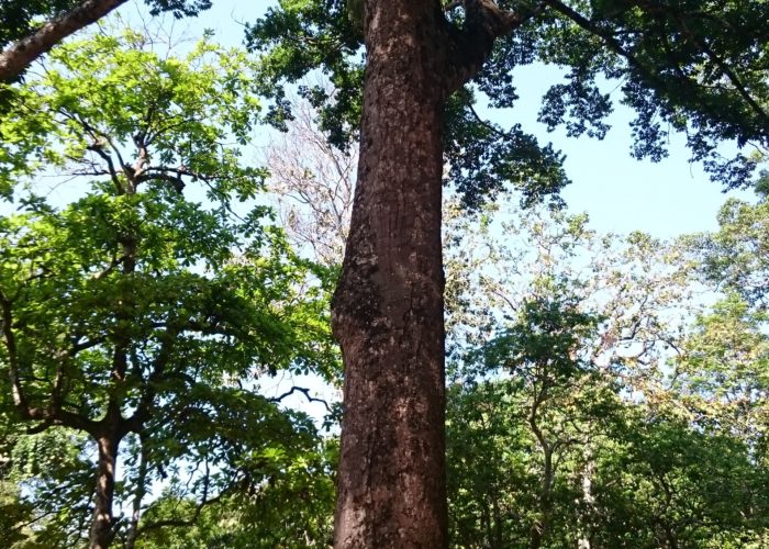 Royal Botanic Garden 18 Kandy