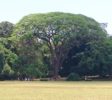 Royal Botanic Garden 11 Kandy