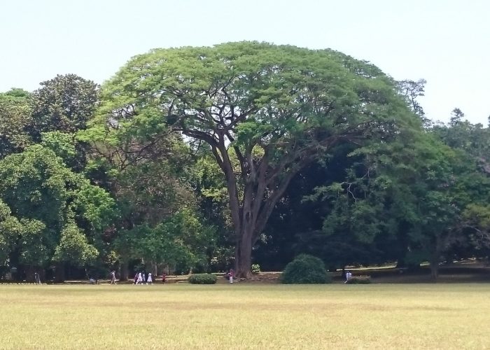 Royal Botanic Garden 11 Kandy