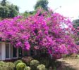 Royal Botanic Garden 10 Kandy