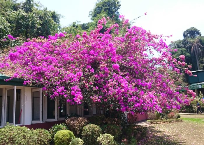 Royal Botanic Garden 10 Kandy