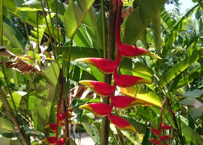 Royal Botanic Garden 8 Kandy