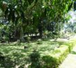 Henarathgoda Botanical Garden 3 Gampaha
