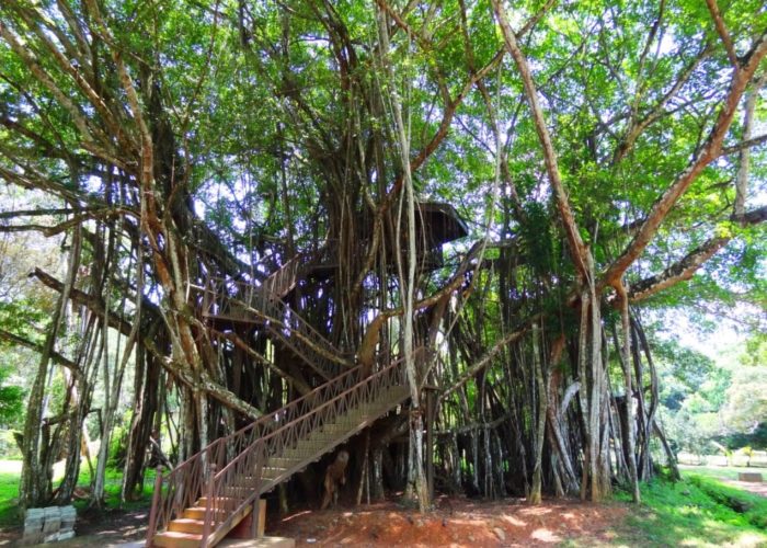 Henarathgoda Botanical Garden 18 Gampaha