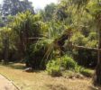 Royal Botanic Garden 3 Kandy