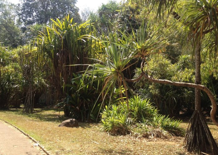 Royal Botanic Garden 3 Kandy