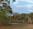 Lunugamvehera National Park 3