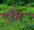 Lunugamvehera National Park