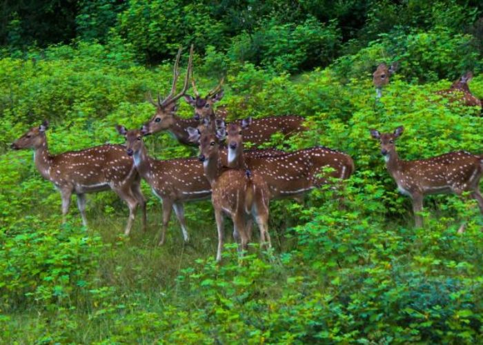 Lunugamvehera National Park