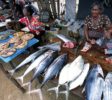 Fish-Market-Negombo-2