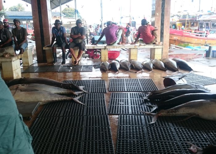 Fish-Market-Negombo