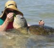 Hikkaduwa-beach-turtle-1