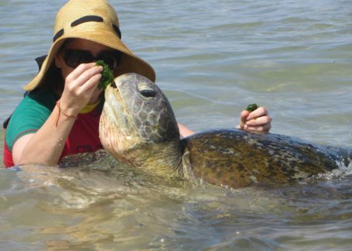Hikkaduwa-beach-turtle-1