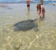 Hikkaduwa-beach-turtle