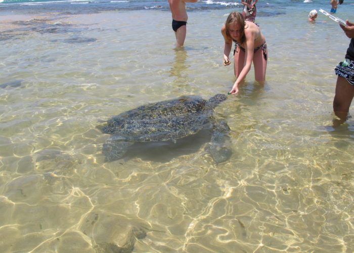 Hikkaduwa-beach-turtle