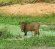 Kumana park 3